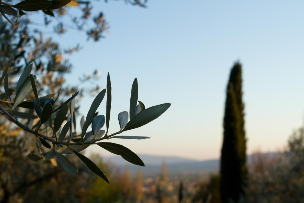 Villa Degli Ulivi Assisi Eksteriør bilde